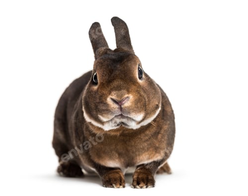Preview: Rex Rabbit against white background