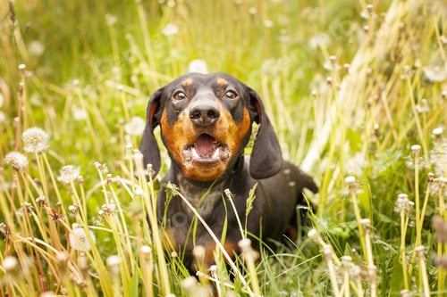 Preview: portrait of a dachshund in a field of dandelions. dog barking
