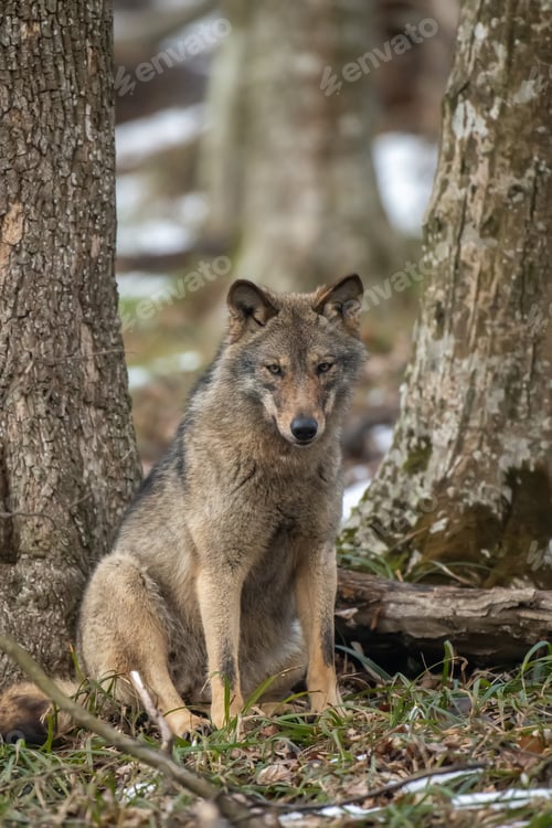 Preview: Wolf in the forest up close. Wild animal in the natural habitat
