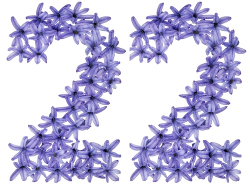 Preview: Numeral 22, twenty two, from natural flowers of hyacinth, isolated on white background