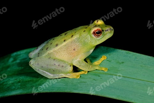 Preview: Water lily frog sitting on a leaf