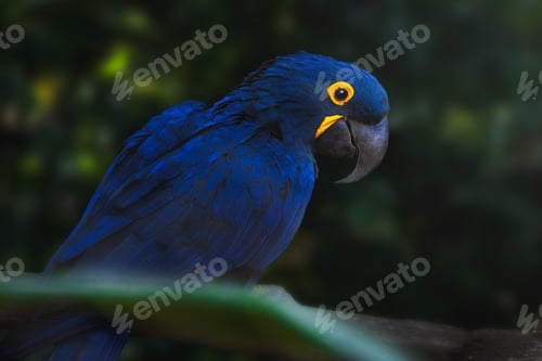 Preview: Hyacinth Macaw (Anodorhynchus hyacinthinus) - Blue Macaw