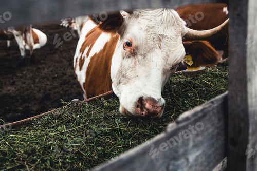 Preview: Cows on the form. Milk, meat production. Household animals.