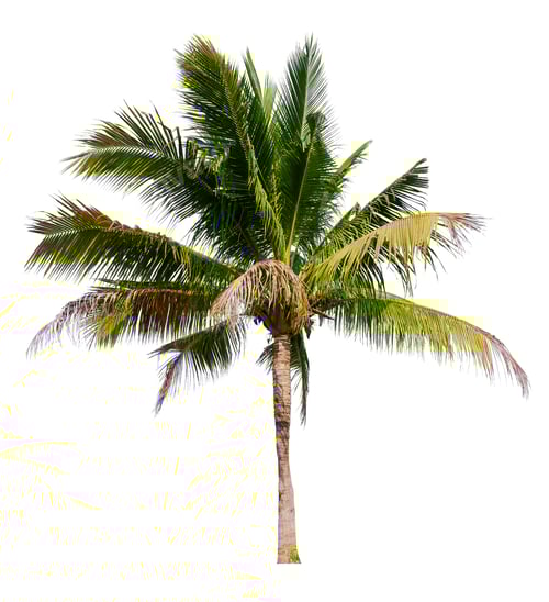 Preview: coconut tree isolated on white background