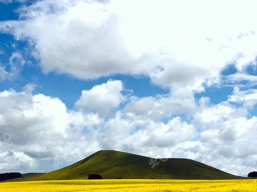 Preview: Rapeseed Vegetable oil oilseed oil-rich seed Kenyan Landscape Agriculture Farm Fields Plants