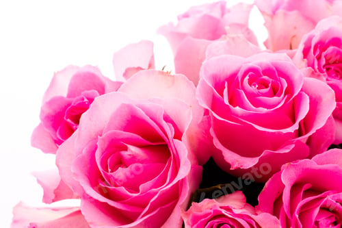 Preview: Pink roses