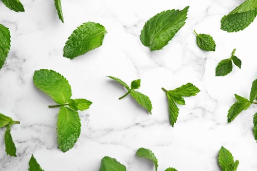 Preview: Fresh mint leaves on white marble background, flat lay