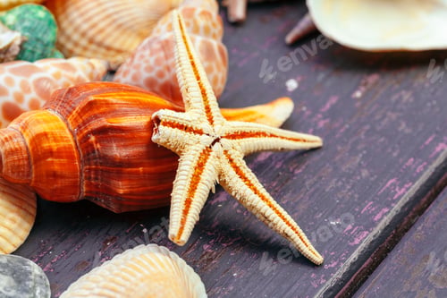 Preview: Different sea shells on color wooden background