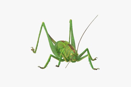 Visualização: Gafanhoto verde detalhado