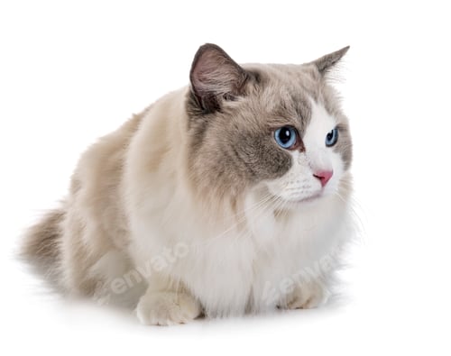 Preview: ragdoll cat in studio