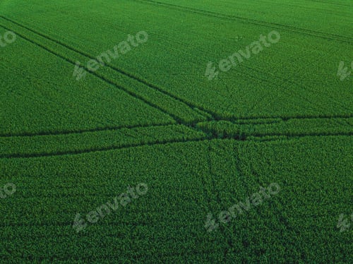Preview: Aerial drone view of green rice field with landscape green pattern nature background.