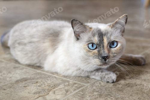 Preview: A beautiful blue-eyed Siamese mix cat feline kitty kitten with neutral tones fur.