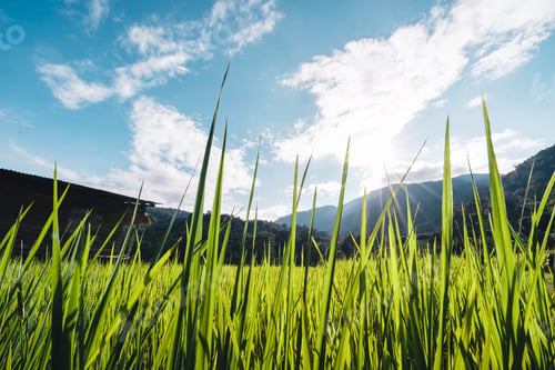Preview: Rice fields on the mountain in the evening