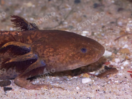 Preview: Closeup on the cupper colored neaotenic , gilled, Mexican Axolotl, Ambystoma mexicanum