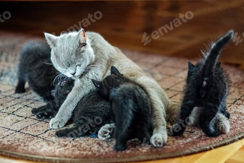 Preview: British straight cat feeds kittens. The concept of pets