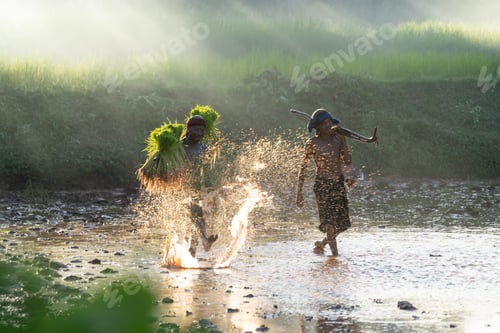 Preview: Man carrying rice plants in paddy field, Sakolnakh, Thailand