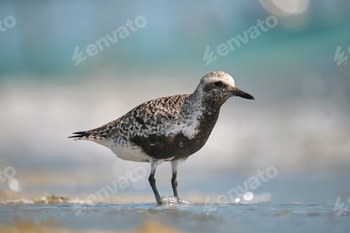 Preview: Black-Bellied Plover wild sea birdlooking for food on seaside in summer