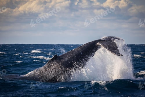 Preview: Humpback whale tail throw