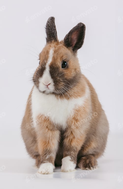 Preview: Rabbit sitting calmly against a plain background in a studio setting