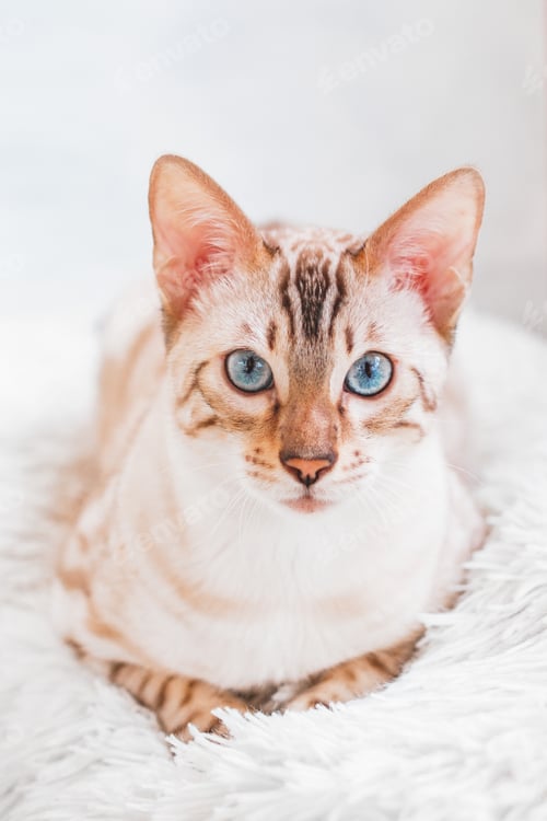 Preview: Beautiful Bengal cat with blue eyes on white soft fluffy plaid.