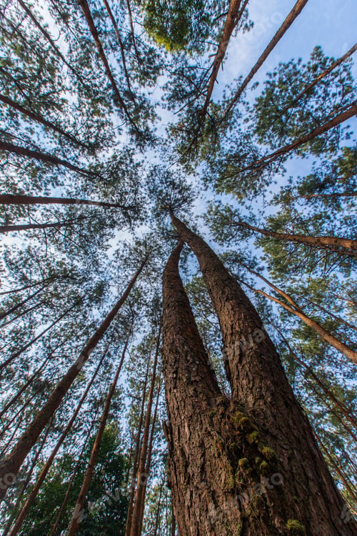 Preview: Pinus mugo - It is also known as creeping pine, dwarf mountain pine, mugo pine.