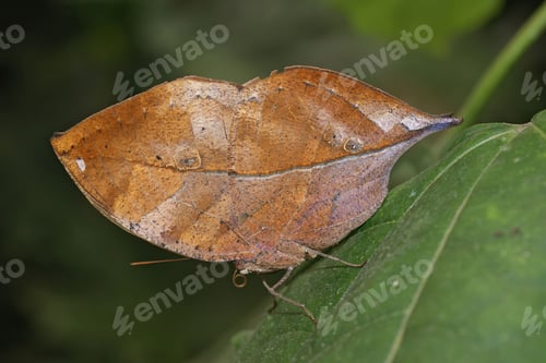 Preview: Closeup on a neo-tropical dead leaf butterfly, Kallima inachus, with closed wings