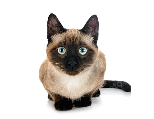 Preview: siamese cat in studio