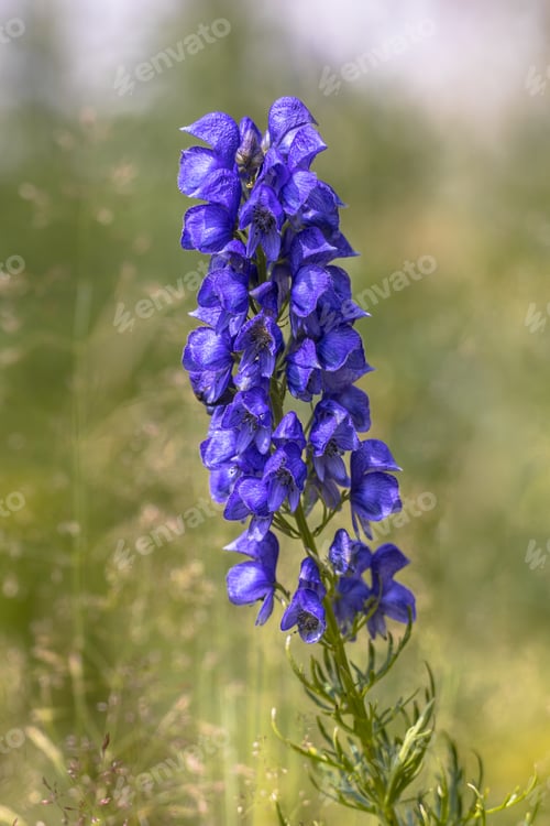 Preview: Blue Monkshood flowers