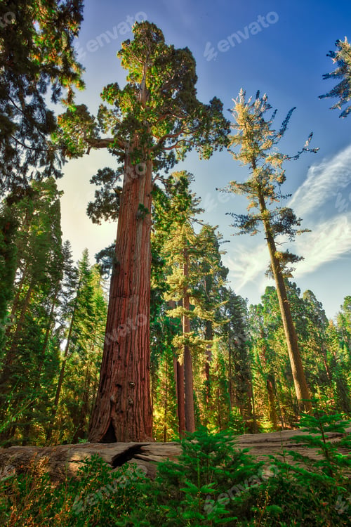 Preview: Beautiful Sequoia Forest, General Grant Grove, Sequoia & Kings Canyon National Park