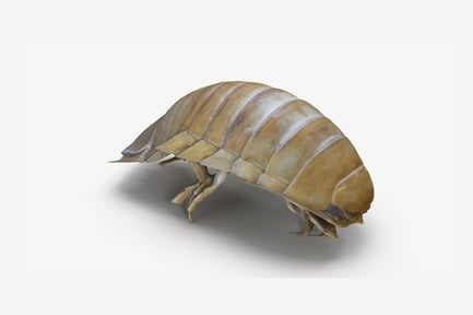 Preview: Armored Isopod Crustacean