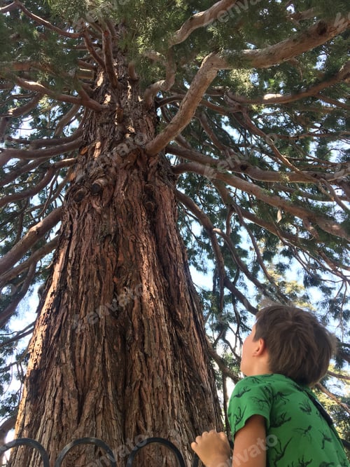 Preview: Big tree. Boy in green t short looking up. People in big world. People from back. Unrecognisable
