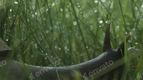 Preview: Close-up of grape snail in grass. Creative. Large snail in grass with dew after rain. Beautiful