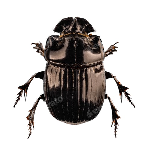 Preview: Scarab beetle