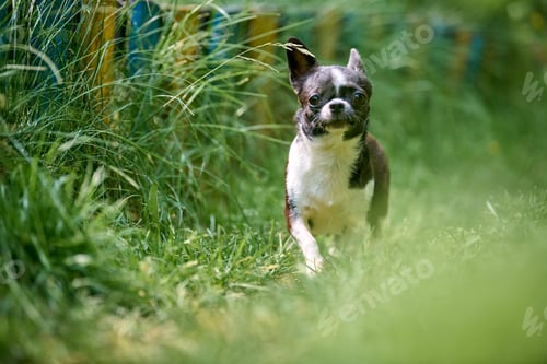 Preview: Energetic chihuahua running through lush garden