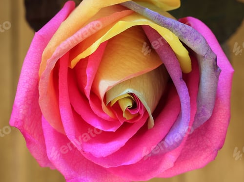 Preview: Close Up Multi Colored Rose - Close Up Photograph Of A Rose With Multiple Colors In It. Selective