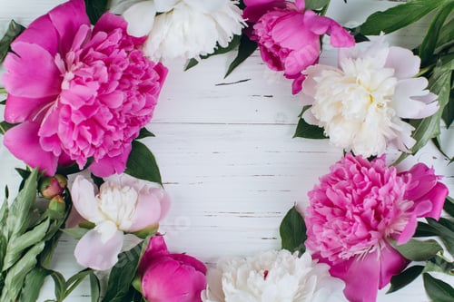 Preview: Pink and white peonies on a wooden background. Copy space and flat lay.