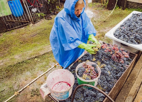 Preview: Portrait of a woman in a blue coat filling a bucket with grapes.
