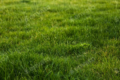 Preview: Green lawn with fresh grass as background