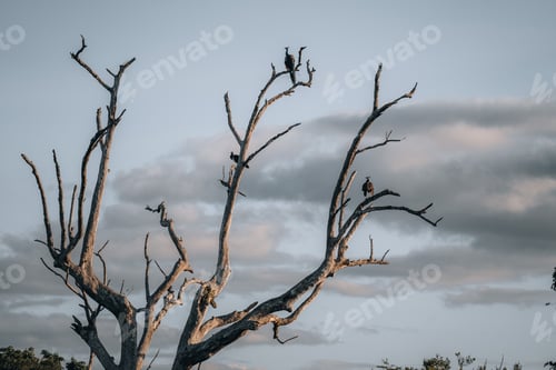 Preview: Tree on water during safari game drive in Udawalawa National Park