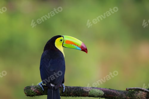 Preview: toucan, bird, colours, tropics