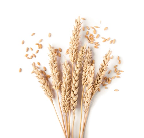Preview: Many dried wheat ears and seeds isolated on white, top view