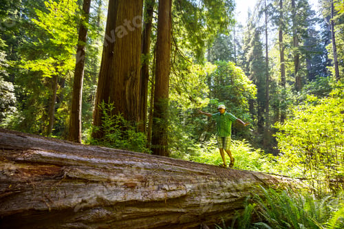 Preview: Tourist near sequoia