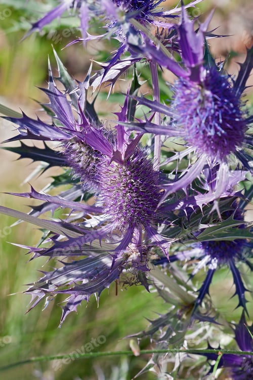 Preview: Leavenworth'S Eryngo (Eryngium Leavenworthii). Known As Sea Holly And Purple Button-Willow Also.