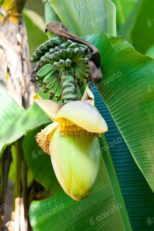 Preview: banana flower blossom