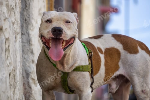 Preview: Cute little dog in the Streets of Old Havana City, Capital of Cuba