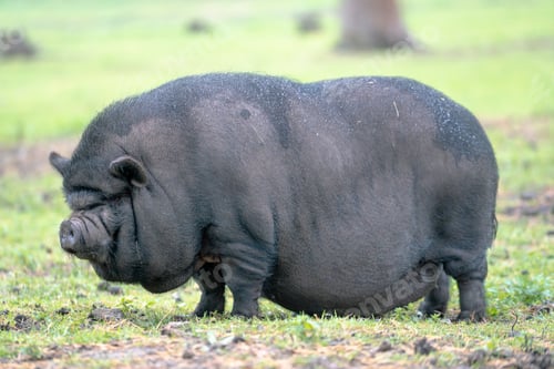 Preview: Selective focus shot of a Vietnamese pot-bellied pig in the field