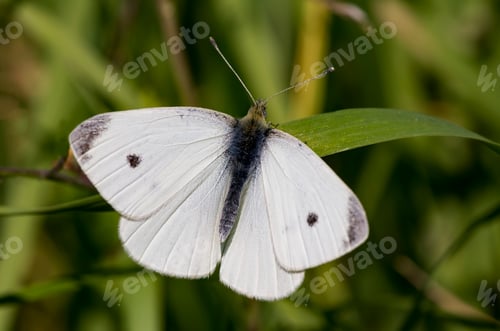 Preview: Natural life; butterfly in nature. Fauna / flora concept.