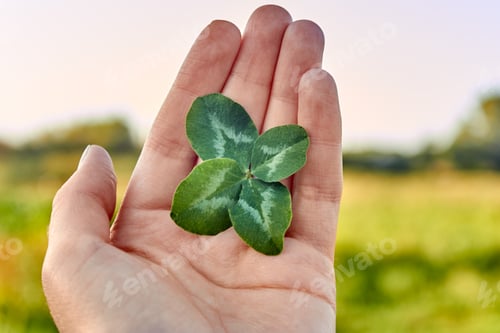 Preview: The concept of fortune and luck. A woman holds a rare lucky four-leaf clover in the palm of her hand