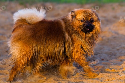 Preview: Pomeranian dog on a walk