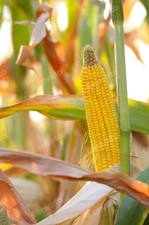 Preview: Backlit Ripe Corn of Maize on stalks at the field ready for harv